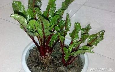 家种六盆花 药费不用花 好看还好养