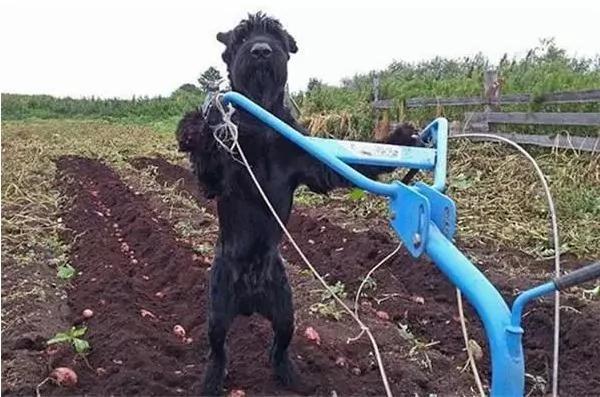 这只狗狗竟然每天挑水耕地 背后的原因感动无数人!
