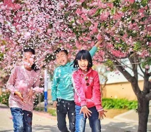 日本小镇8000棵樱花同时开放 美翻了