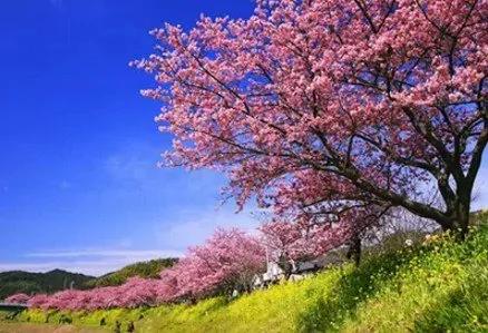 日本小镇8000棵樱花同时开放 美翻了