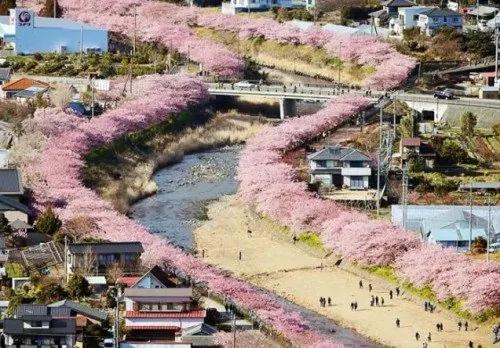 日本小镇8000棵樱花同时开放 美翻了