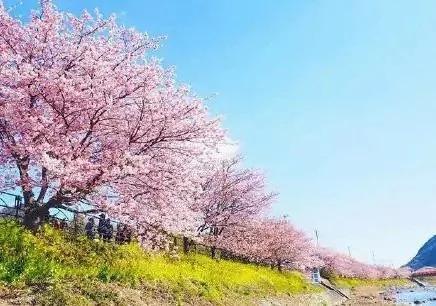 日本小镇8000棵樱花同时开放 美翻了
