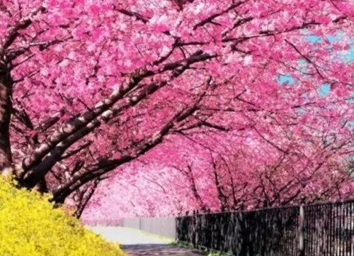 日本小镇8000棵樱花同时开放 美翻了