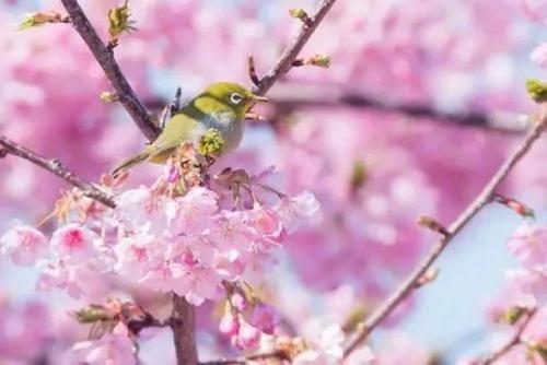 日本小镇8000棵樱花同时开放 美翻了