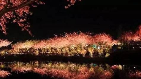 日本小镇8000棵樱花同时开放 美翻了
