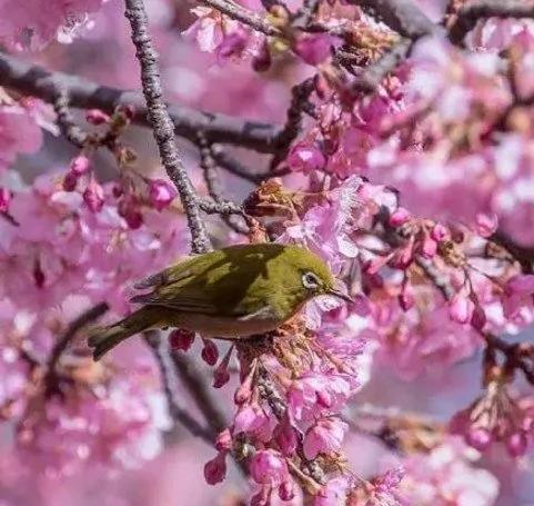 日本小镇8000棵樱花同时开放 美翻了