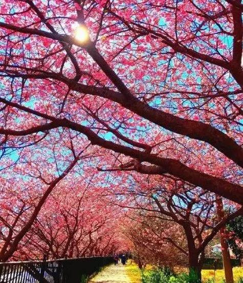 日本小镇8000棵樱花同时开放 美翻了