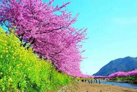 日本小镇8000棵樱花同时开放 美翻了