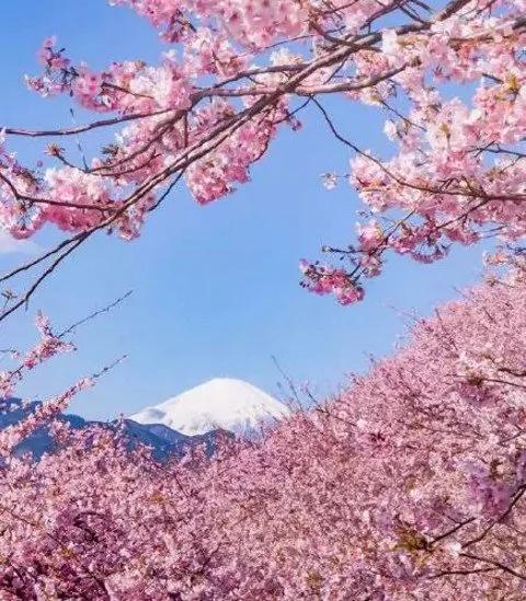 日本小镇8000棵樱花同时开放 美翻了