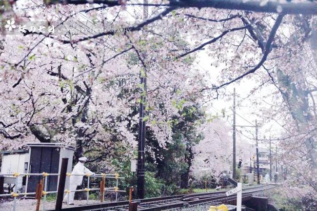 这篇完美的日本赏樱攻略 让你轻松赏樱花