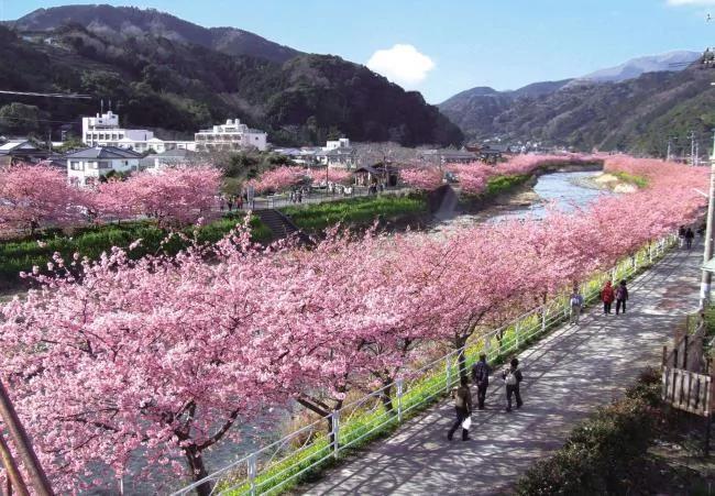 这篇完美的日本赏樱攻略 让你轻松赏樱花