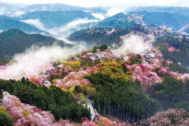 这篇完美的日本赏樱攻略 让你轻松赏樱花