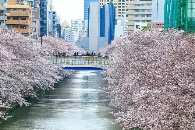 这篇完美的日本赏樱攻略 让你轻松赏樱花