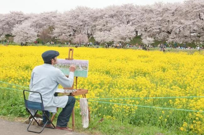 这篇完美的日本赏樱攻略 让你轻松赏樱花