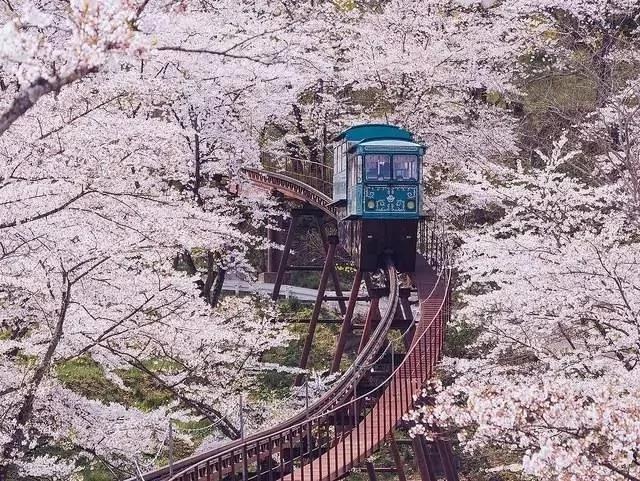 这篇完美的日本赏樱攻略 让你轻松赏樱花