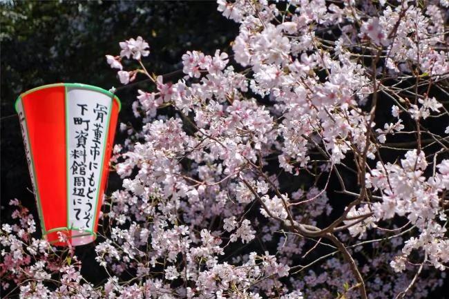 这篇完美的日本赏樱攻略 让你轻松赏樱花