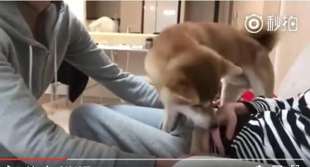 自从女主人怀孕后 家里的柴犬就成了她的保护者！