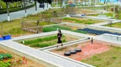 90后女大学生利用厨余垃圾 产出500斤蔬菜