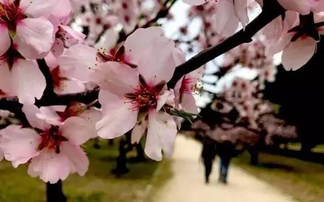 又是一年花开季 马德里最佳赏花拍照地点