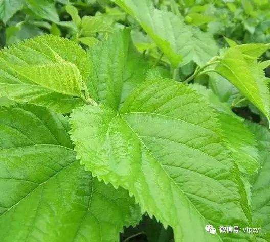 这一物全身都是宝 颈肩酸痛 肺热咳嗽 脱发白发的一定要看!效果实在太吓人了!