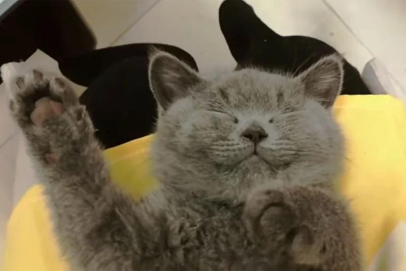 猫咪睡觉睡得正香 被主人捏鼻子 反应超搞笑