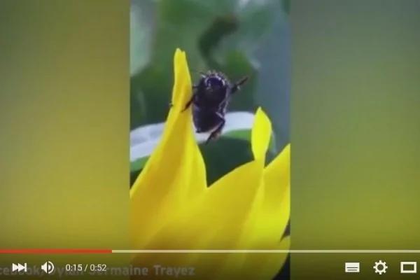 蜜蜂被人从水中救起竟“挥手”表达救命之恩