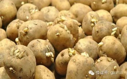 发芽马铃薯千万别丢掉 它有一堆许多人不知道的超神奇用途