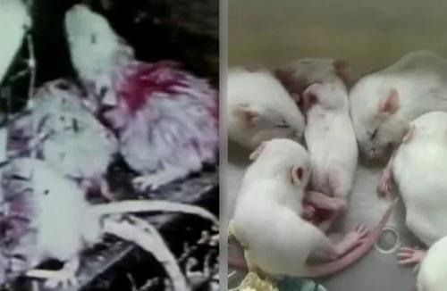 天堂到地狱有多远?“超黑暗实验”预测未来