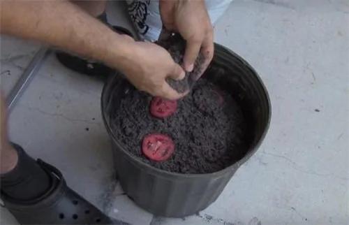 他将番茄切片 然后放入花盆中用泥土埋好 两周后…