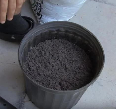 他将番茄切片 然后放入花盆中用泥土埋好 两周后…