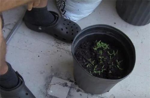 他将番茄切片 然后放入花盆中用泥土埋好 两周后…