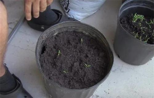 他将番茄切片 然后放入花盆中用泥土埋好 两周后…