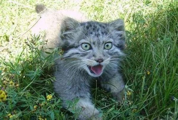 农夫在谷仓捡到4只可怜的小猫养后发现案情不对