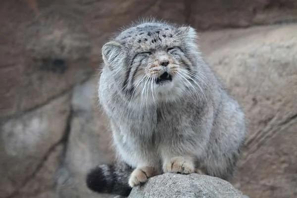 农夫在谷仓捡到4只可怜的小猫养后发现案情不对
