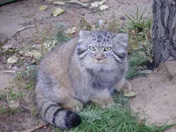 农夫在谷仓捡到4只可怜的小猫养后发现案情不对