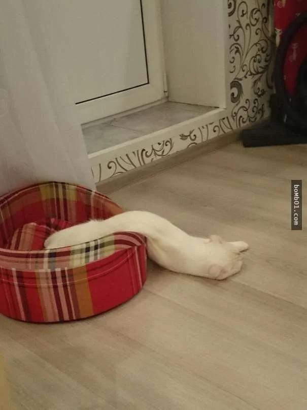 30只融化瞬间被主人偷拍到的激萌动物
