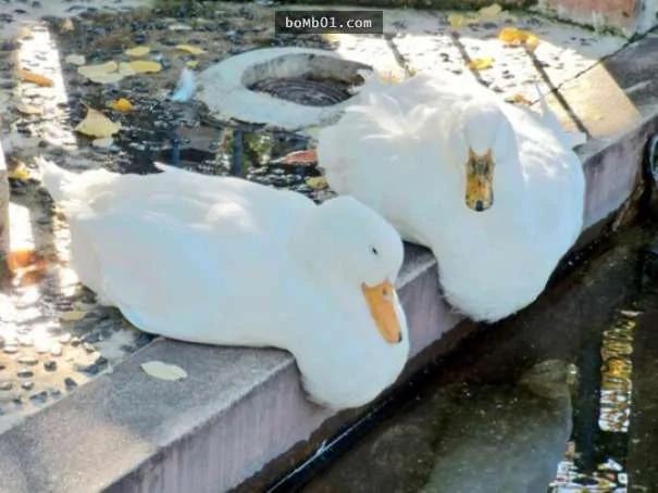 30只融化瞬间被主人偷拍到的激萌动物