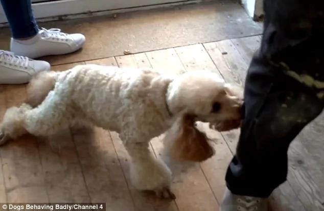 英贵宾犬保护欲超强 不准女主人与男友亲近!