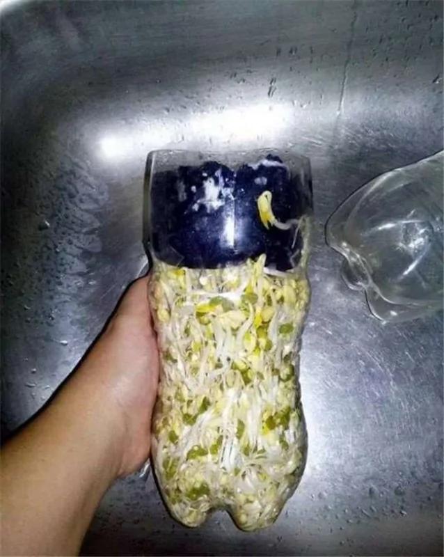 没想到一个宝特瓶就能种出全家人吃的豆芽菜 重点是作法超简单