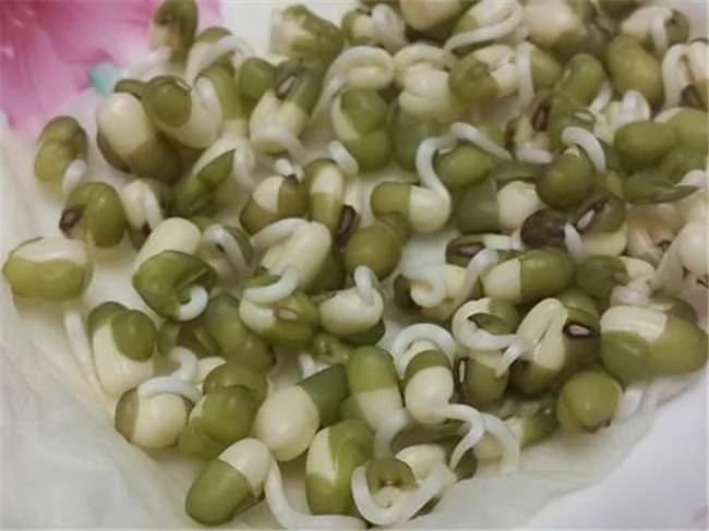 没想到一个宝特瓶就能种出全家人吃的豆芽菜 重点是作法超简单