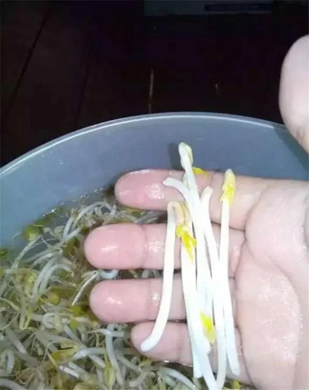 没想到一个宝特瓶就能种出全家人吃的豆芽菜 重点是作法超简单