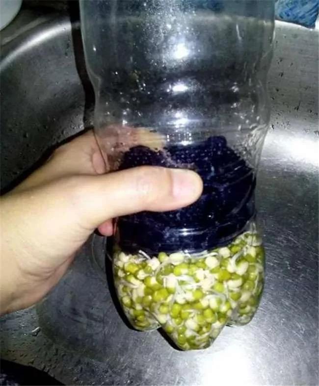 没想到一个宝特瓶就能种出全家人吃的豆芽菜 重点是作法超简单
