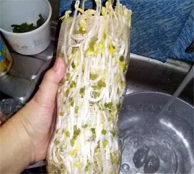 没想到一个宝特瓶就能种出全家人吃的豆芽菜 重点是作法超简单