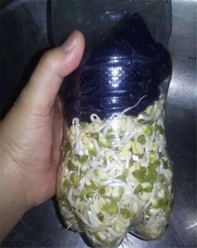 没想到一个宝特瓶就能种出全家人吃的豆芽菜 重点是作法超简单