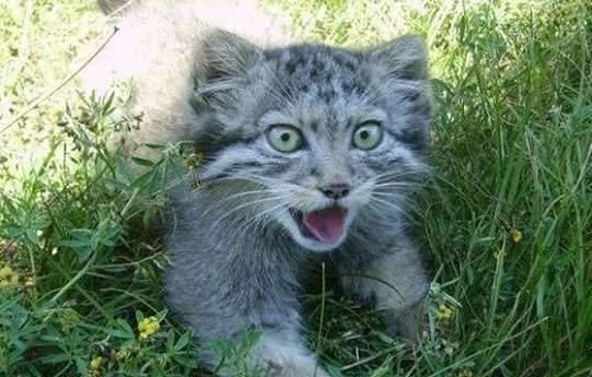 农夫收养小猫时以为它是普通的猫咪 怎知它长大后才知道得马上野放啊!