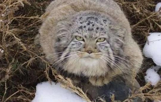 农夫收养小猫时以为它是普通的猫咪 怎知它长大后才知道得马上野放啊!