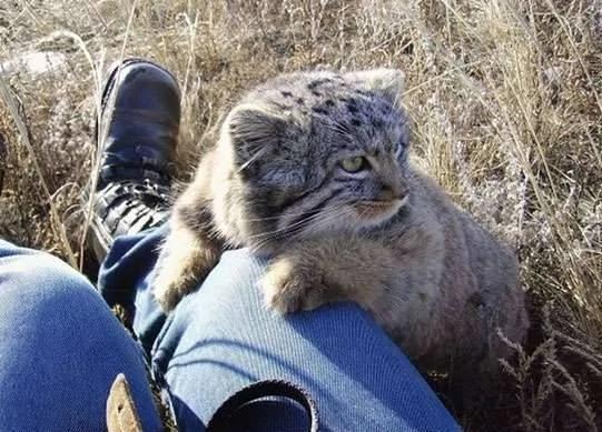农夫收养小猫时以为它是普通的猫咪 怎知它长大后才知道得马上野放啊!