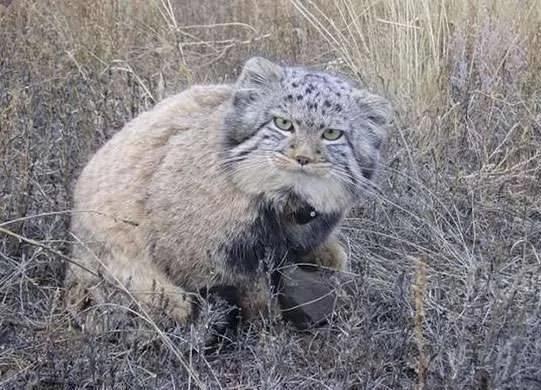 农夫收养小猫时以为它是普通的猫咪 怎知它长大后才知道得马上野放啊!