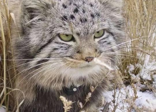 农夫收养小猫时以为它是普通的猫咪 怎知它长大后才知道得马上野放啊!