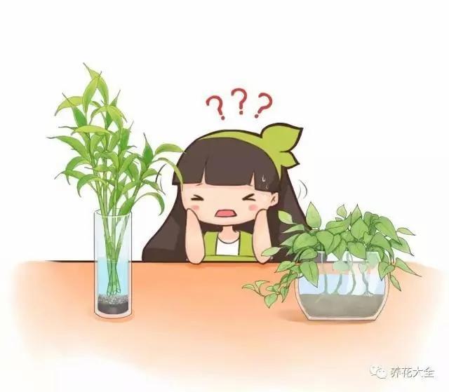 10大养不死花卉排行榜